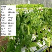 Tháng 9 trồng cây gì